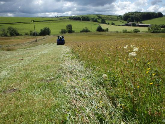 Cutting hay in meadow